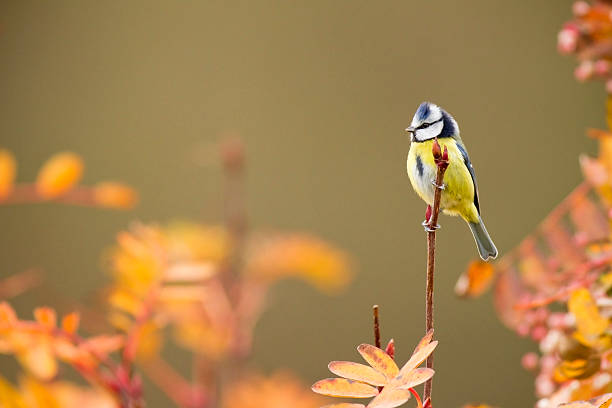 tit bird