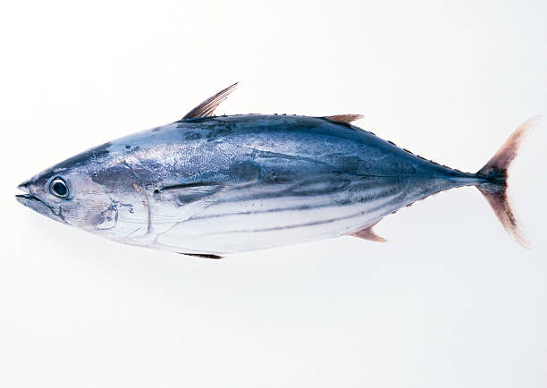 listao tuna