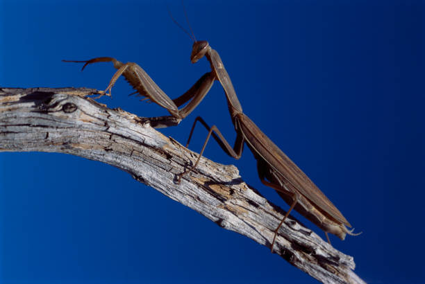 Ghost Mantis