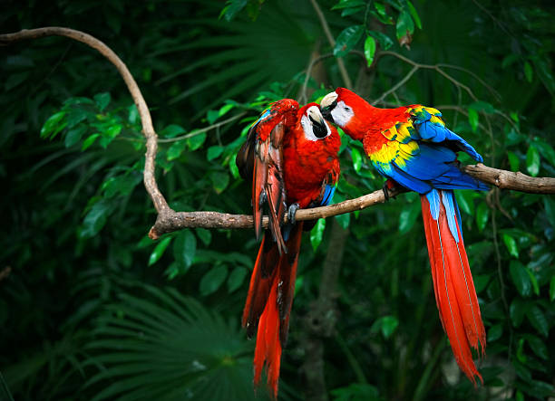 cancun mexico birds