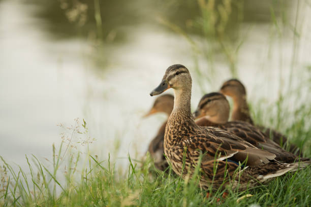 french duck