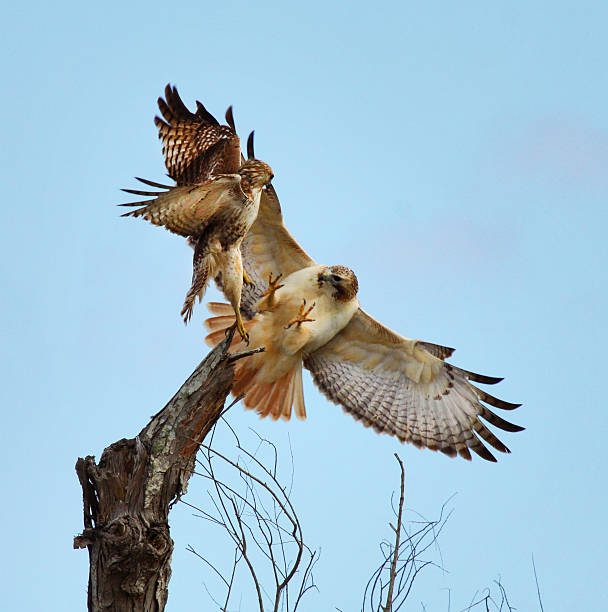 hawks in texas