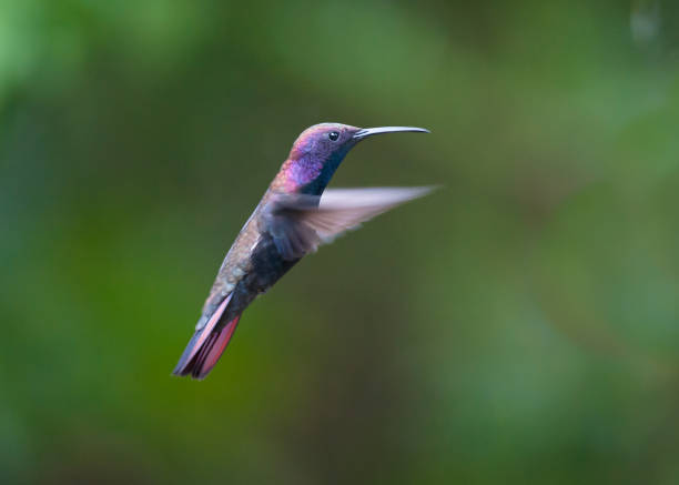 purple colored birds