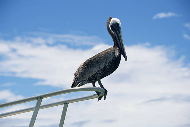 Mexican Birds Cancun