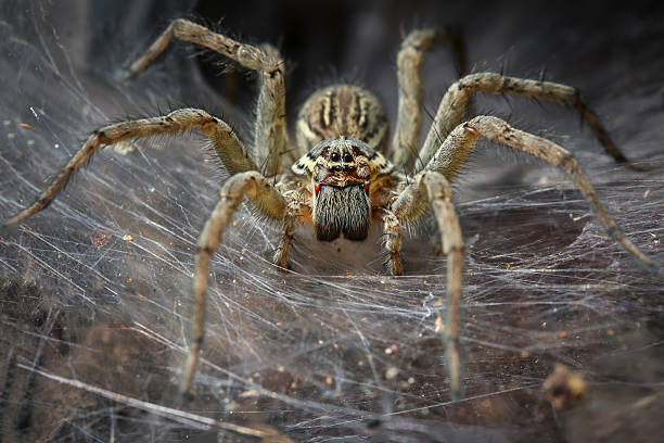 Spiders in Iowa