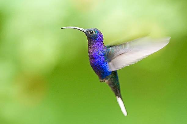 purple colored birds