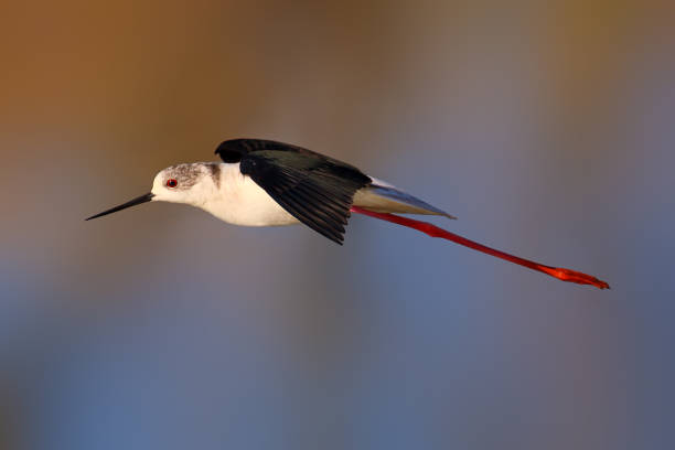 bird with orange beak​