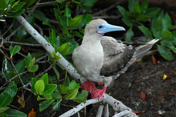 bird with orange beak​