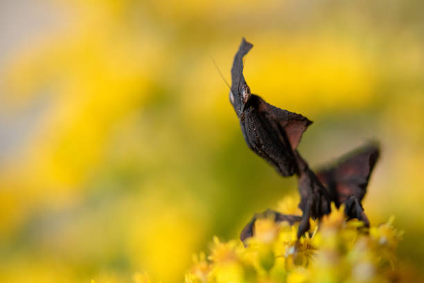 Ghost Mantis