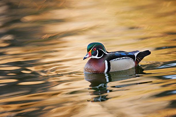 florida duck season