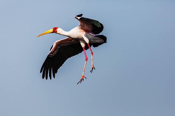 bird with orange beak​