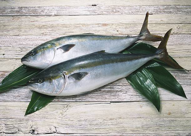 listao tuna