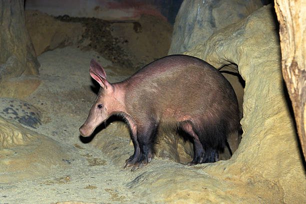 Aardvark