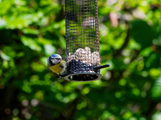 how to hang a suet feeder