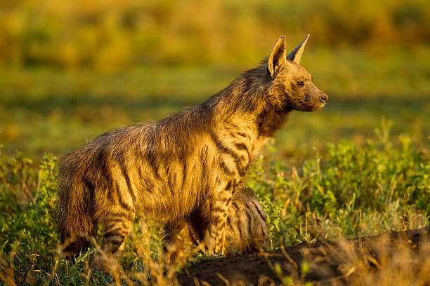 Aardwolf