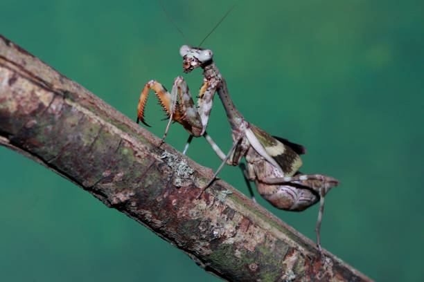 Ghost Mantis