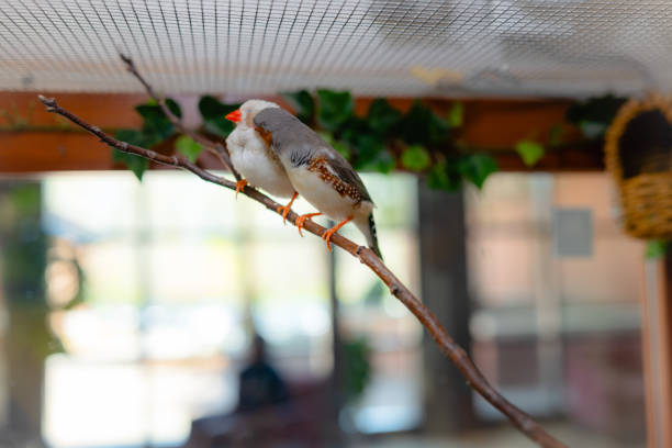 white zebra finch