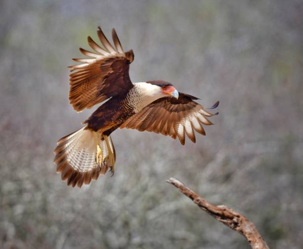 hawks in texas