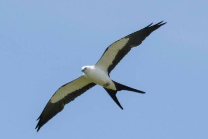 birds with 5 letter names