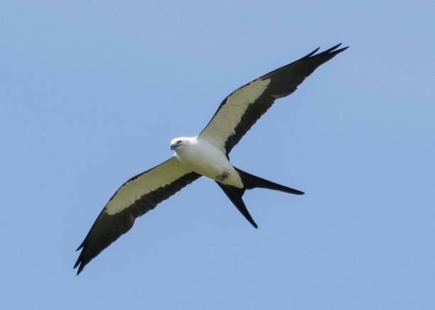 birds with 5 letter names