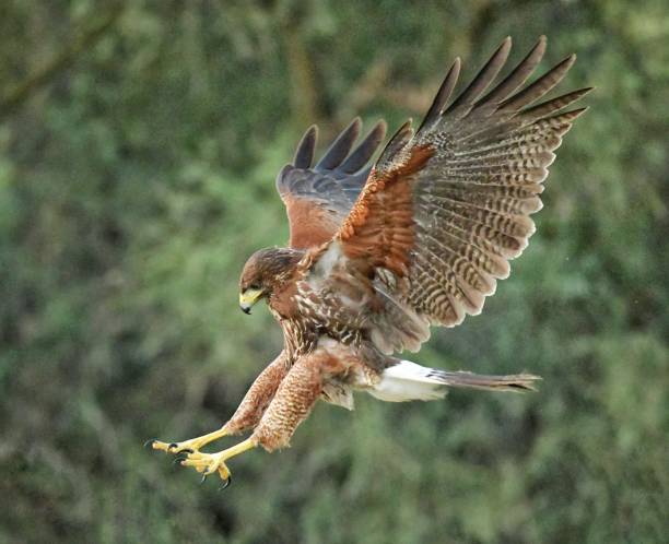 hawks in texas