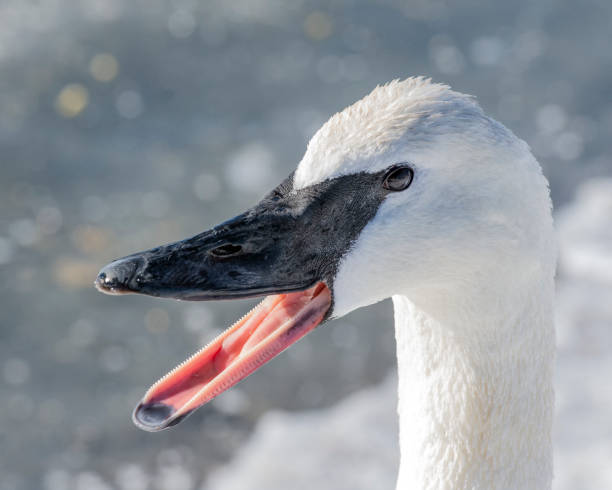 Swan Teeth