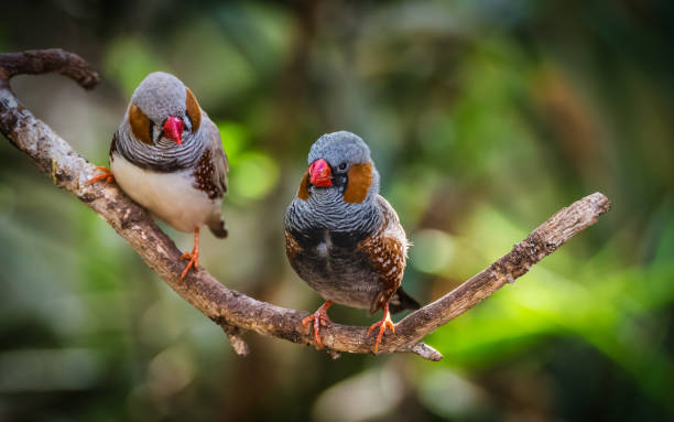 bird with orange beak​