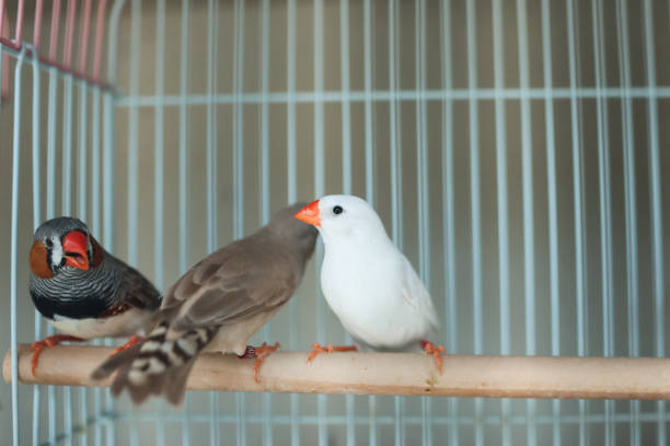 white zebra finch