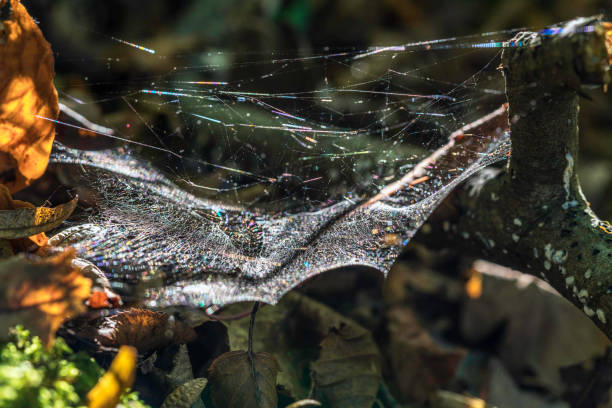 Spiderling Habitat