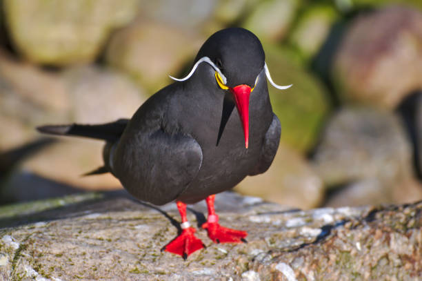 bird with orange beak​