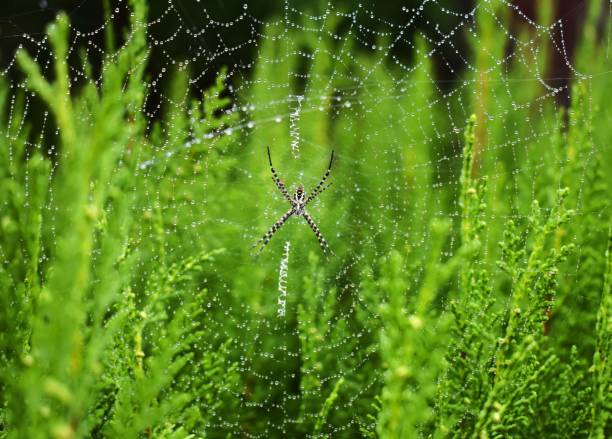 Spiderling Habitat