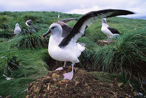 What Do Albatrosses Eat