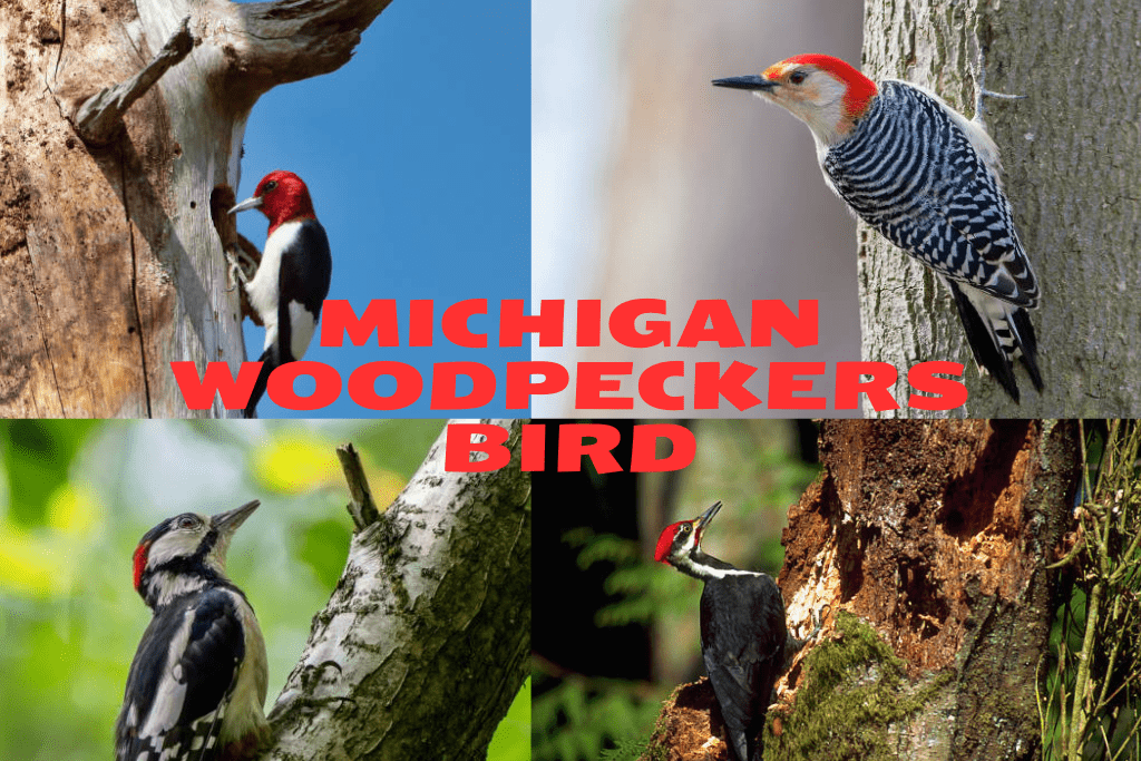 michigan woodpeckers