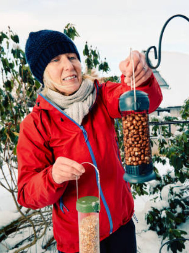 how to hang a suet feeder