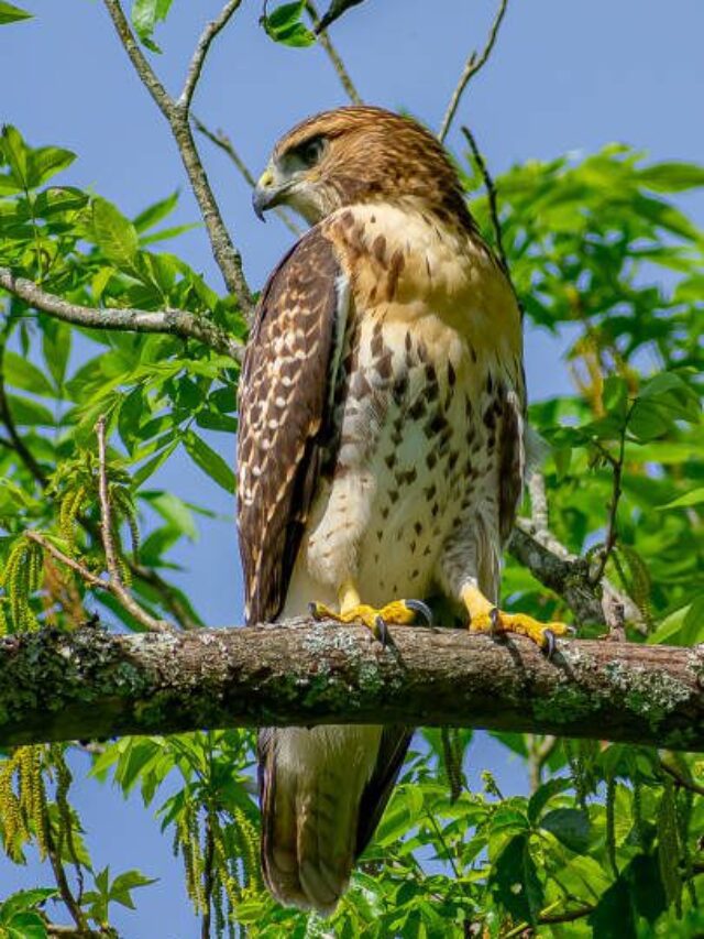 Broad-Winged Hawk