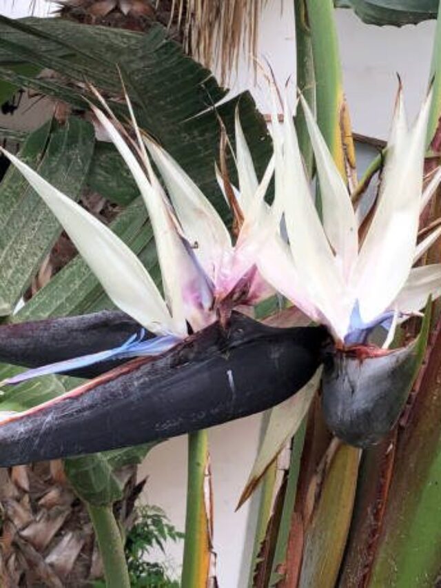 white bird of paradise plant