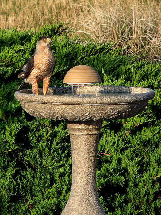 A Cooper's Hawk cools his feet in a birdbath, perhaps awaiting his prey.