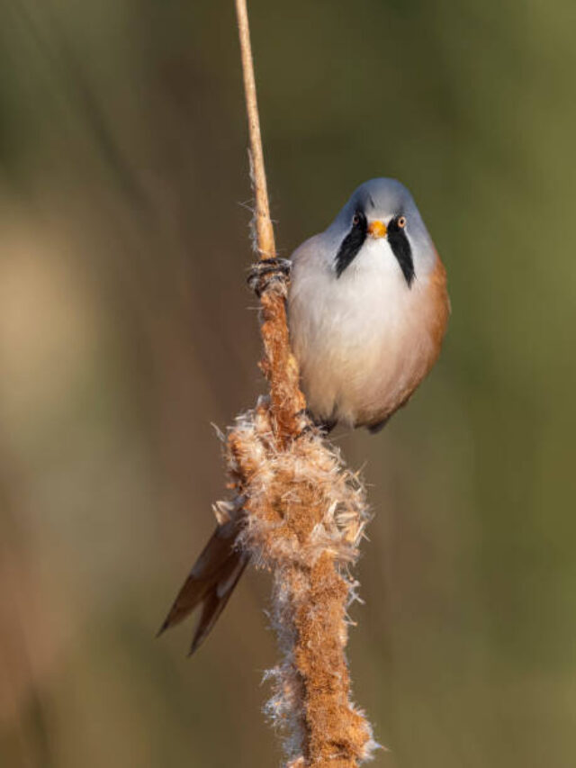 tit bird