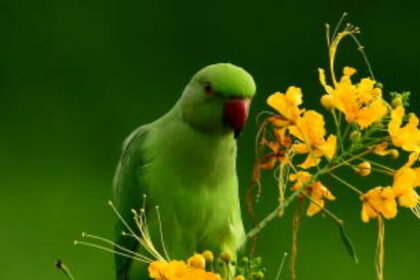 parakeet grass