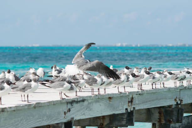 Mexican Birds Cancun