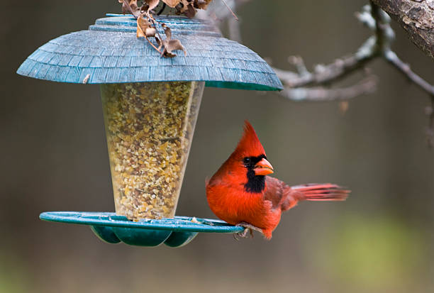 safflower seeds