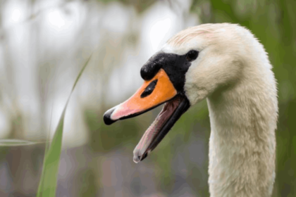 Swan Teeth