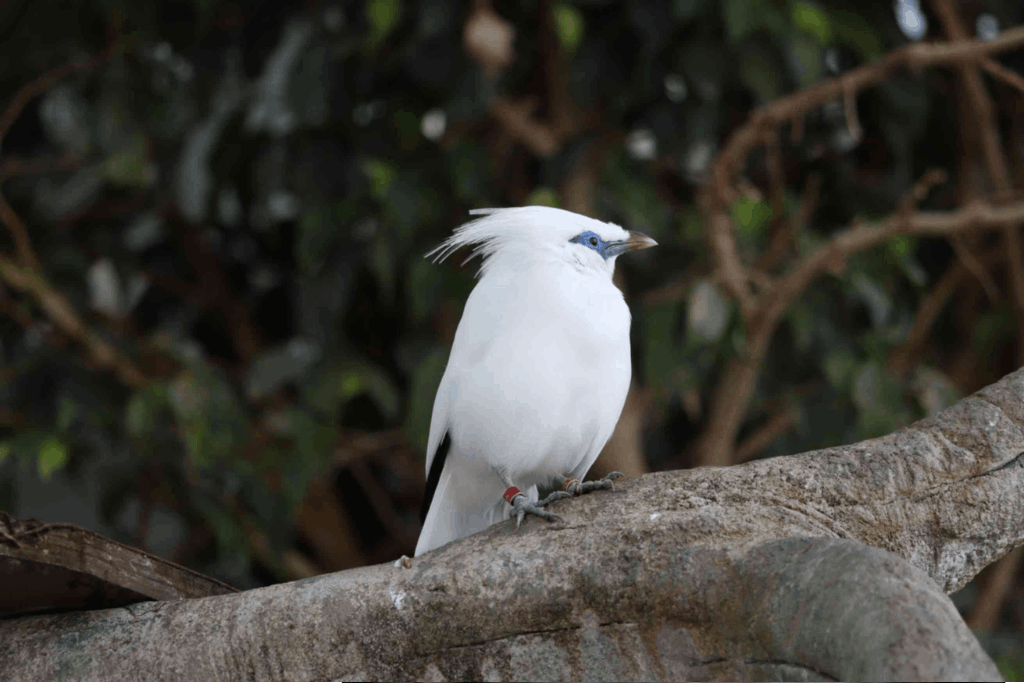 White Finch