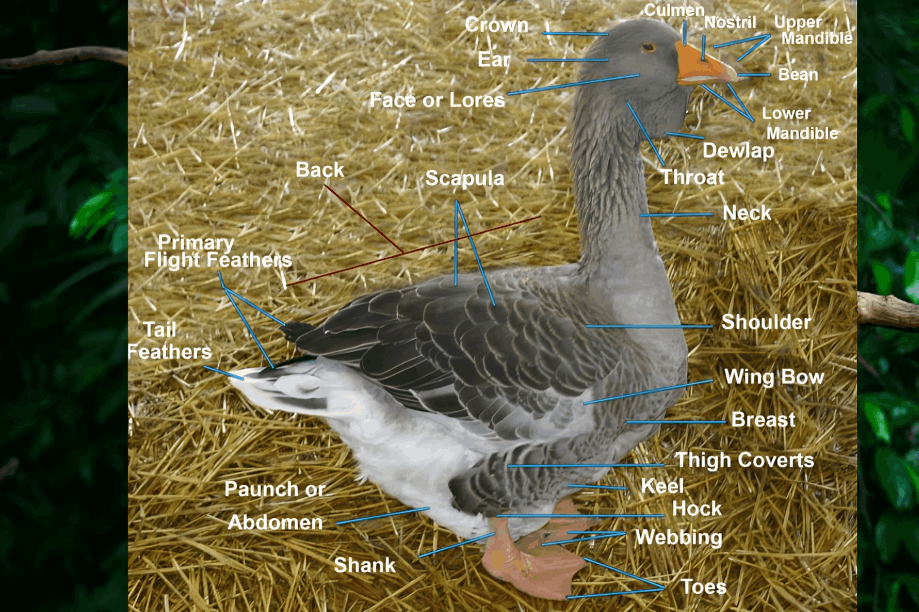 Goose Anatomy 101: A Deep Dive Into What Makes Geese Tick