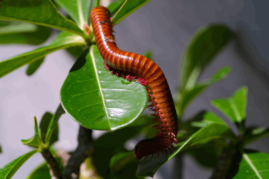 Baby Centipede