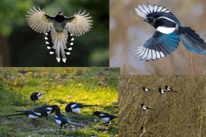 Magpies Group