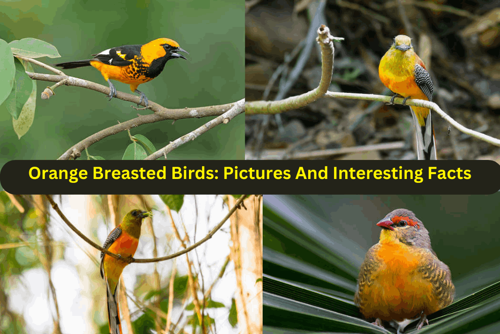 orange breasted birds