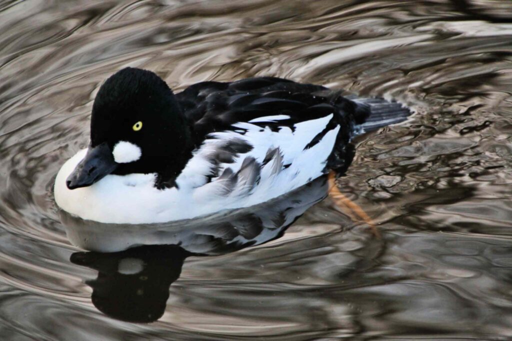 black and white bird