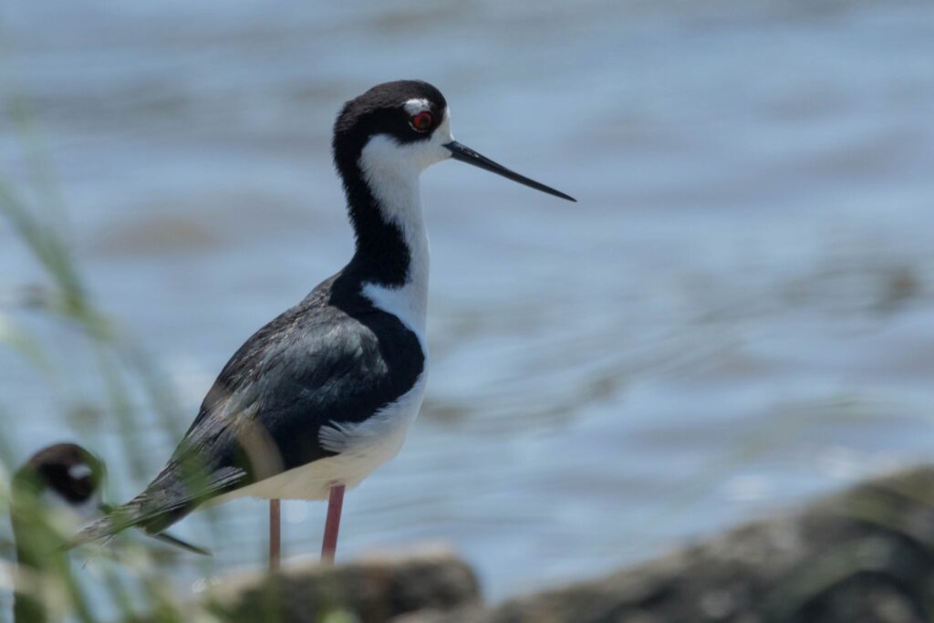 black and white bird