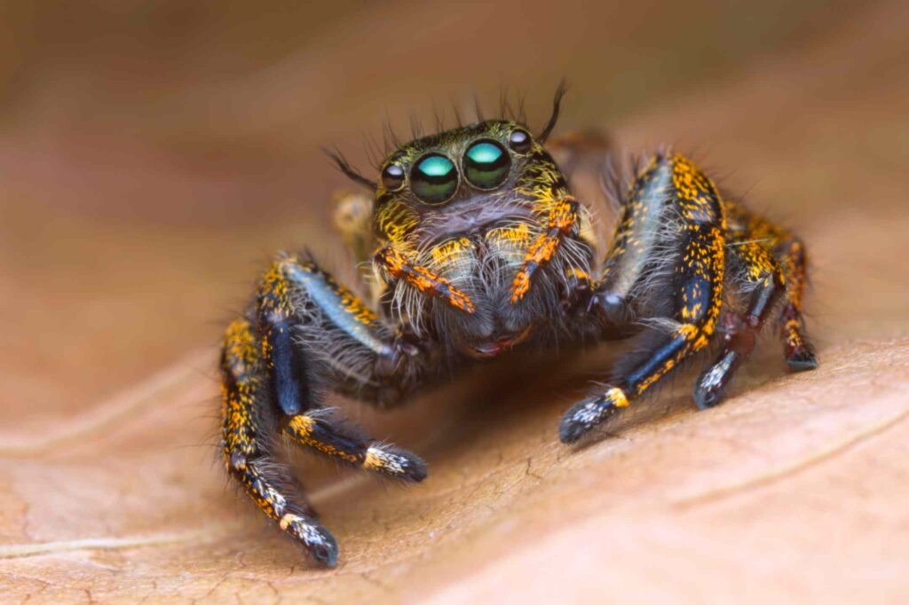 Stromatopelma Calceatum